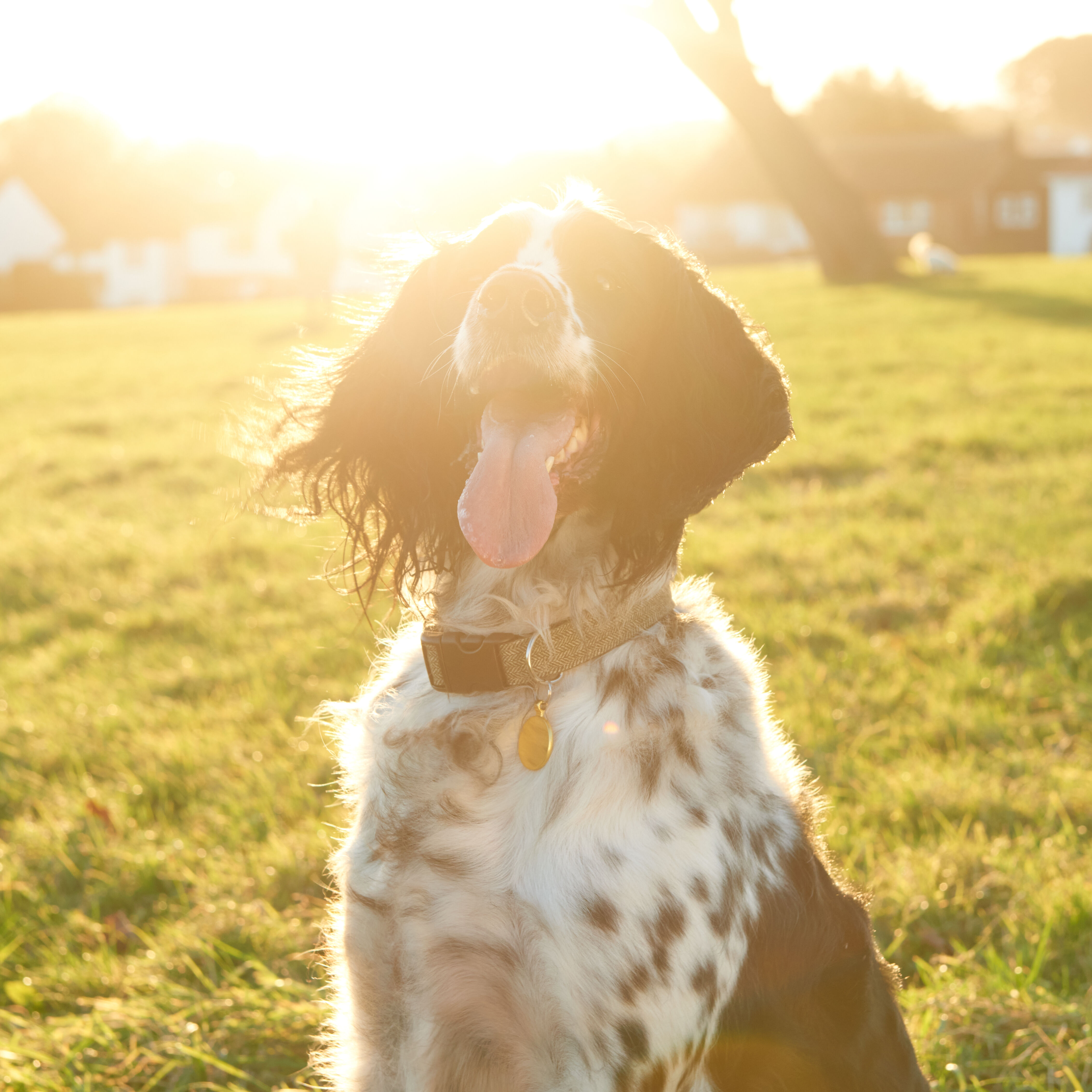 <b>11 BIG BENEFITS OF RAW DOG FOOD</b><br><br>Find out why a raw dog food diet could help your dog&rsquo;s health, coat and teeth...</br>